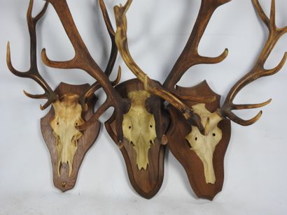 TROIS CERFS sur écusson, l'un avec crocs....