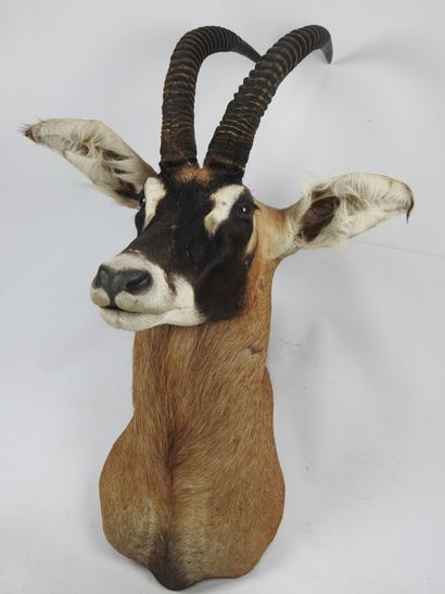 HIPPOTRAGUE en cape. Haut : 122cm - Long...