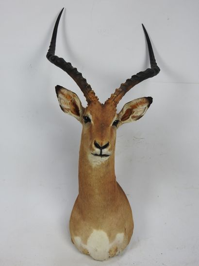 IMPALA (Aepyceros Melampus CH) en cape. Haut...