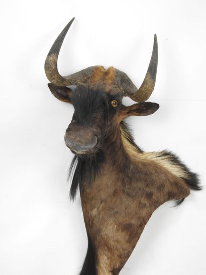 GNOU noir / Wildebeest (Connochaetes gnou)...