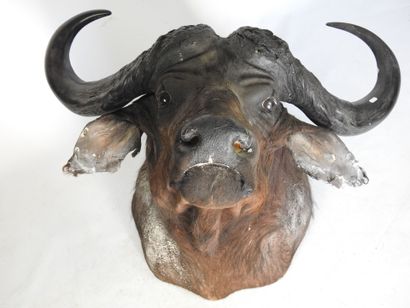 BUFFLE CAFER (Syncerus caff er) (CH) en cape....