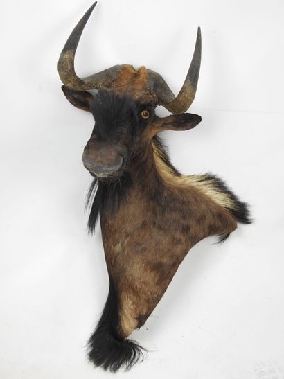 GNOU noir / Wildebeest (Connochaetes gnou)...