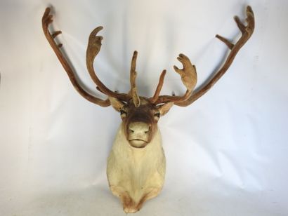 CARIBOU en cape. Haut : 130cm - Long 130cm....
