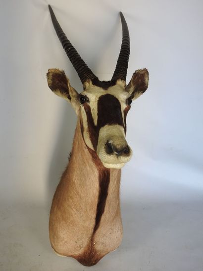ORYX en cape. H : 130cm - Long : 40cm. Vendu...