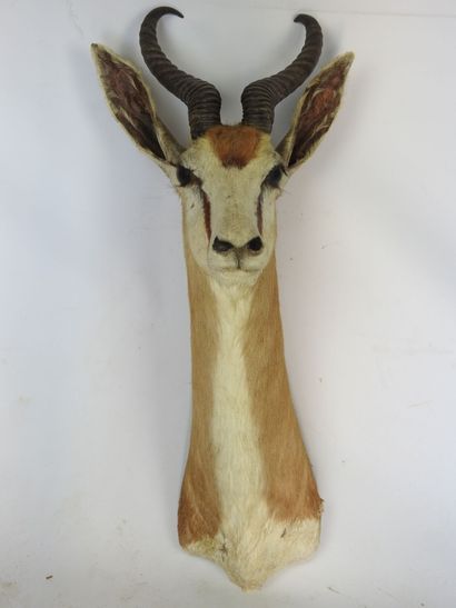 GAZELLE SPRINGBOK (Antidorcas marsupialis)...