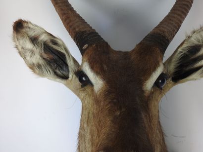 COBE (Waterbuck?) en cape. H : 135cm - Long...