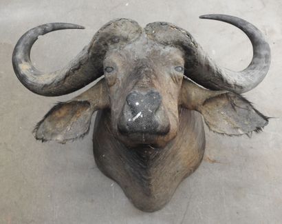 BUFFLE CAFER (Syncerus caff er) (CH) en cape....