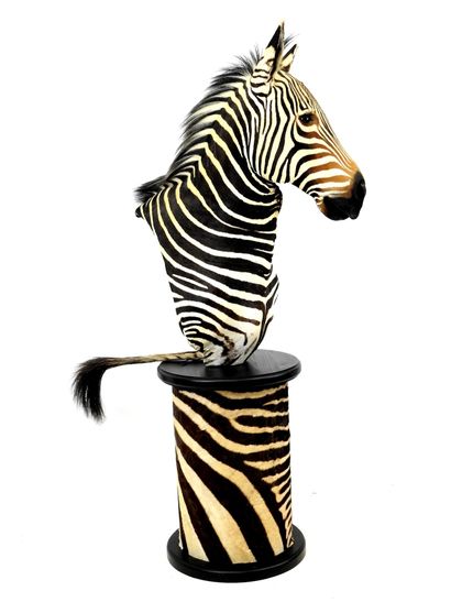 Zèbre de Hartmann (Equus zebra hartmannae)...