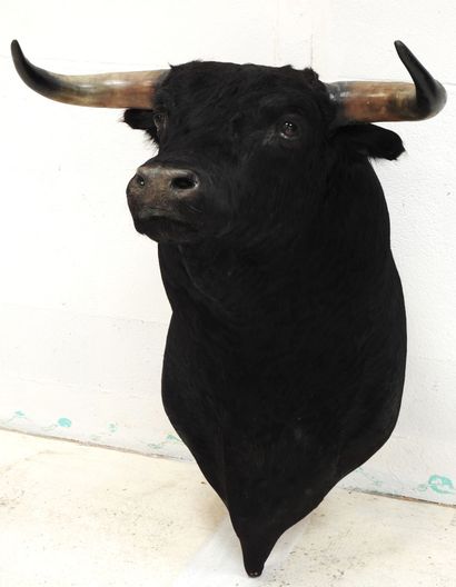 Taureau noir. En cape. H : 80cm. Vendu sur...