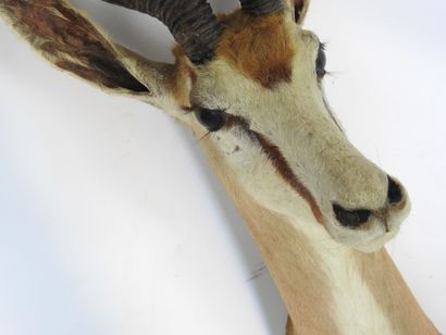 GAZELLE SPRINGBOK (Antidorcas marsupialis)...