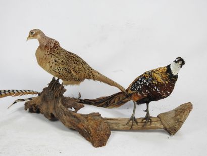 POULE FAISANNE et FAISAN VENERE naturalisés....
