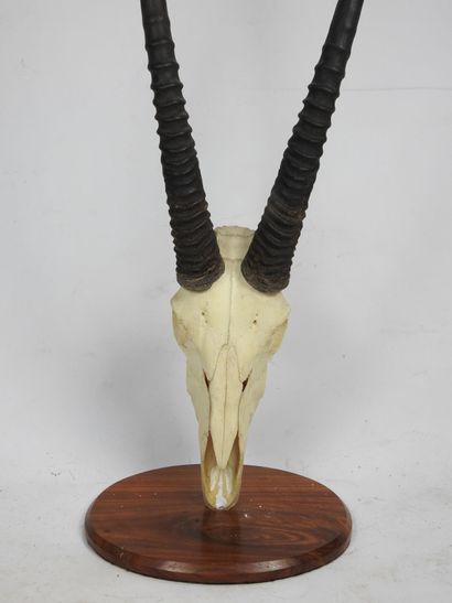 MASSACRE D'ORYX Gemsbock (Orys Gazella)....