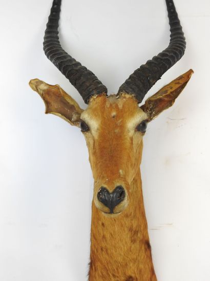 IMPALA (Aepyceros melampus) (CH) en cape....