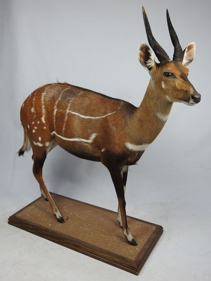 GUIB HARNACHE (tragelaphus sciptus) en entier...