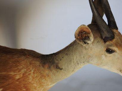 GUIB HARNACHE (Tragelaphus scriptus) (CH)....