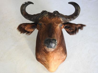BUFFLE CAFER en cape. H : 80cm - Long : 70cm....