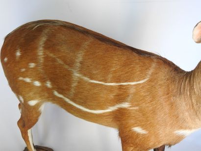 GUIB HARNACHE (Tragelaphus scriptus) (CH)....
