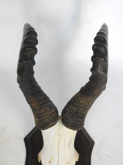 MASSACRE DE BUBALE sur écusson. Haut : 67cm...