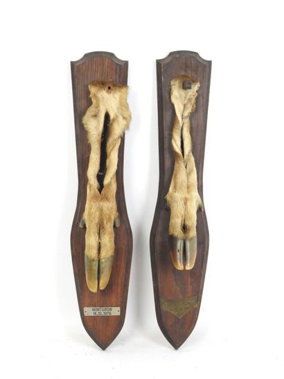 DEUX PIEDS D'HONNEUR de cerf, Montgiron 14.10.1976...