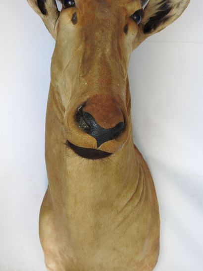 ANTILOPE BUBALE en cape. H : 105cm - Long...