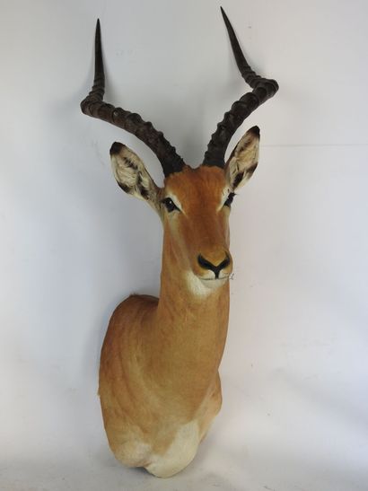 IMPALA (Aepyceros melampus) (CH) en cape....
