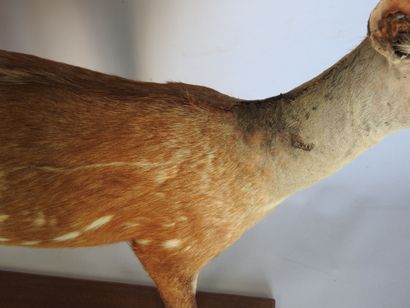GUIB HARNACHE (Tragelaphus scriptus) (CH)....