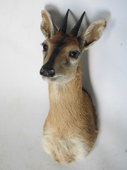 CEPHALOPHE de grim en cape. H : 41cm. Vendu...