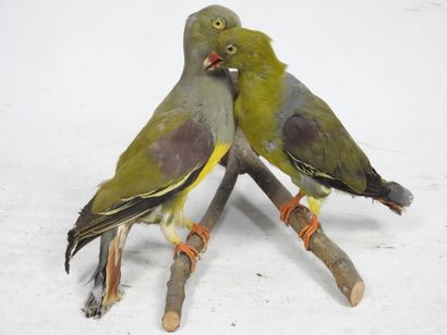 Deux pigeons à épaulette violette. 2 spécimens...