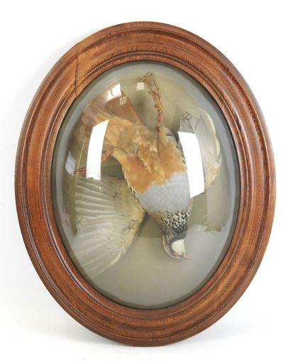 TROPHEE de perdrix naturalisée présentée...