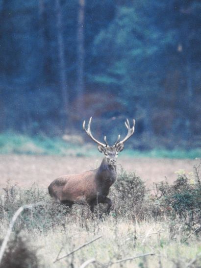 Thibaut LEMOINE - XXe siècle : Cerf dix cors....