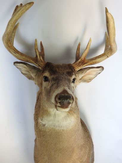 CERF DE VIRGINIE en cape. H : 100cm - Long...