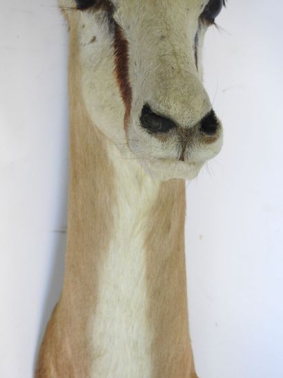 GAZELLE SPRINGBOK (Antidorcas marsupialis)...