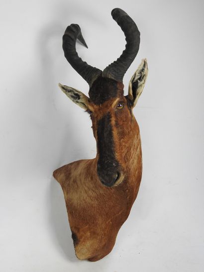 BUBALE ROUX ou BUBALE du cape (Alcelaphus...