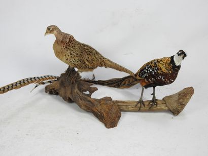 POULE FAISANNE et FAISAN VENERE naturalisés....