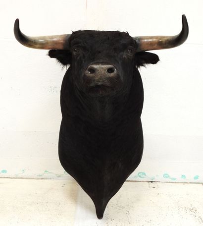 Taureau noir. En cape. H : 80cm. Vendu sur...