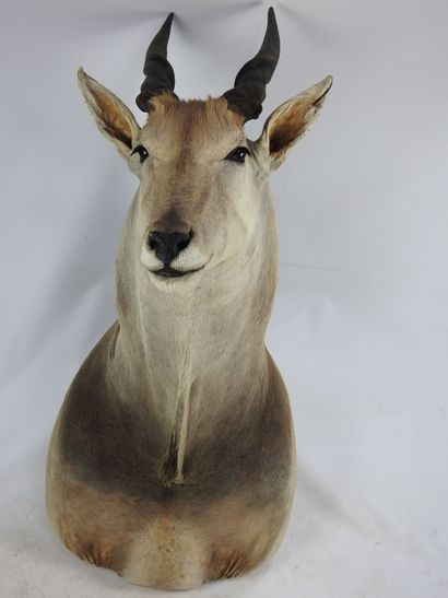 ELAN DU CAP (taurotragus oryx CH) naturalisé....