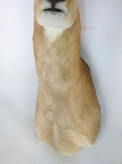 COBE DES ROSEAUX en cape. H : 70cm - Long...