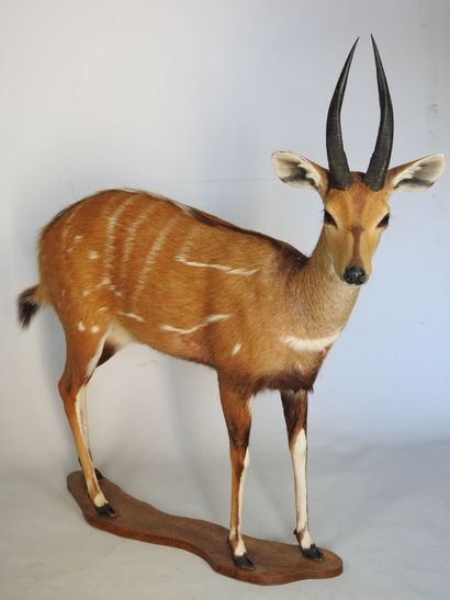 GUIB HARNACHE (Tragelaphus scriptus) (CH)....