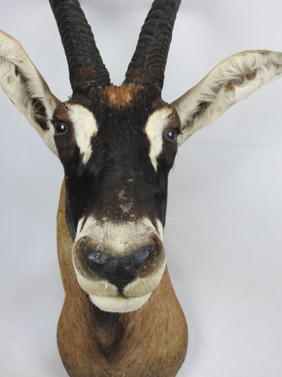 HIPPOTRAGUE CHEVAL (hippotragus equinus)...