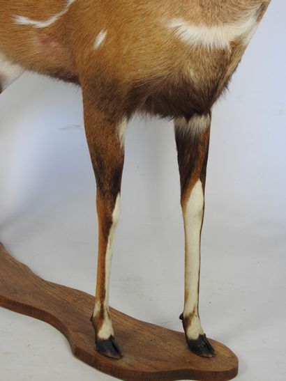 GUIB HARNACHE (Tragelaphus scriptus) (CH)....