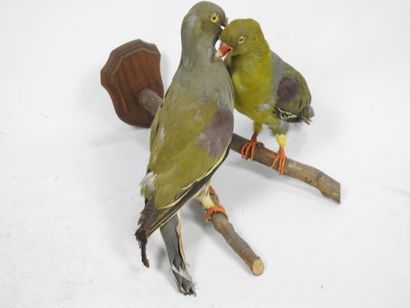 Deux pigeons à épaulette violette. 2 spécimens...