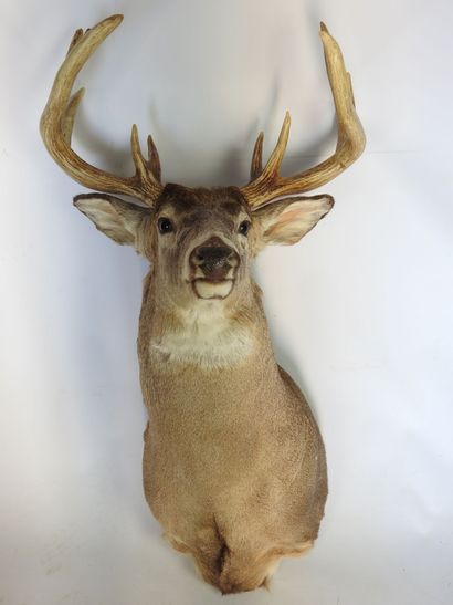 CERF DE VIRGINIE en cape. H : 100cm - Long...