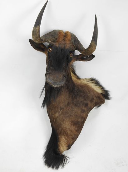 GNOU noir / Wildebeest (Connochaetes gnou)...