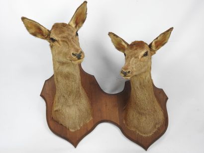 COUPLE DE BICHES naturalisées en cape sur...