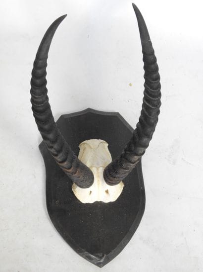 MASSACRE D'ANTILOPE (Hippotrague) sur écusson....