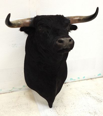 Taureau noir. En cape. H : 80cm. Vendu sur...