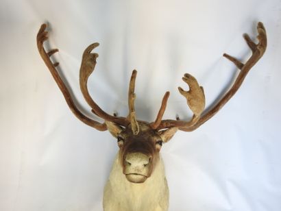 CARIBOU en cape. Haut : 130cm - Long 130cm....