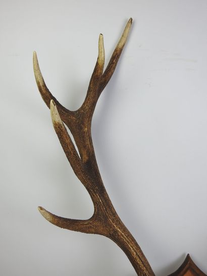Massacre de cerf sur écusson bois. Haut :...
