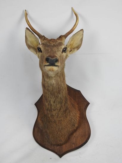 CERF (daguet) en cape sur écusson. Haut :...