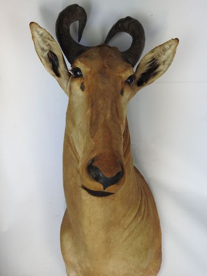 ANTILOPE BUBALE en cape. H : 105cm - Long...